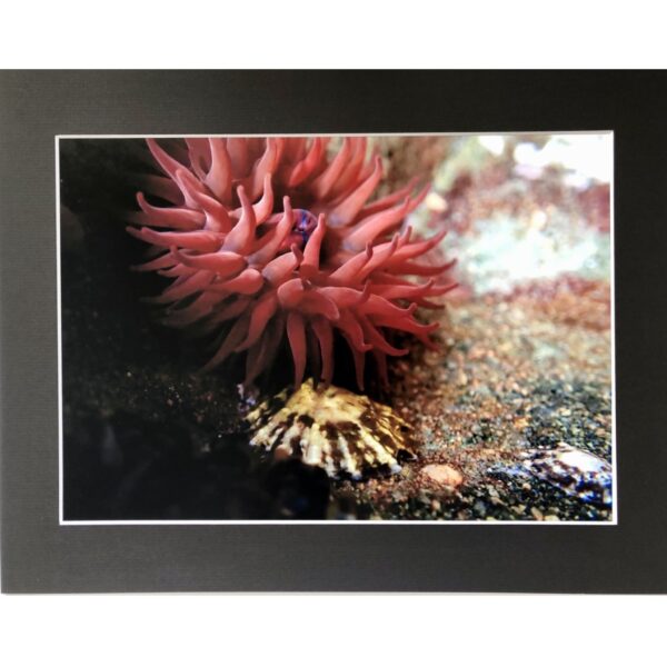 Big Red Anemone Underwater in Shetland