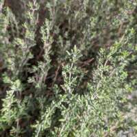 Organic Thyme Salt thumbnail