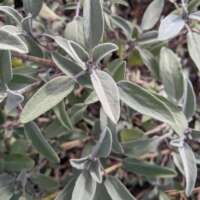 Organic Sage Salt thumbnail