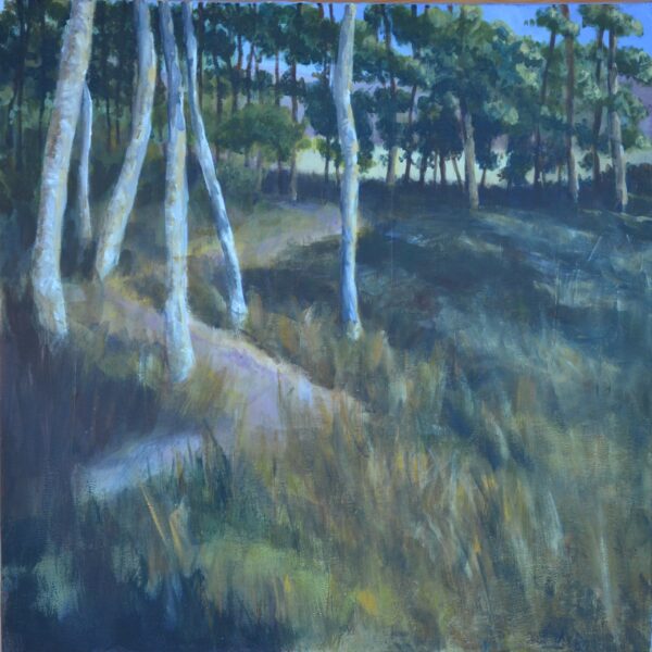 Woods at Tarland