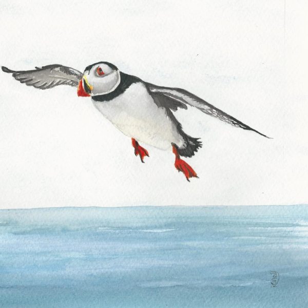 Animals Card Set One