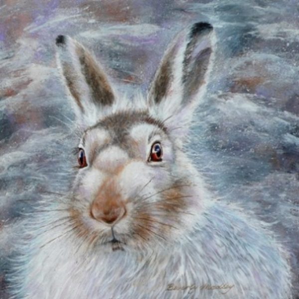Mountain Hare Greetings Card