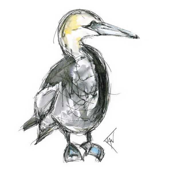 Standing Gannet Print