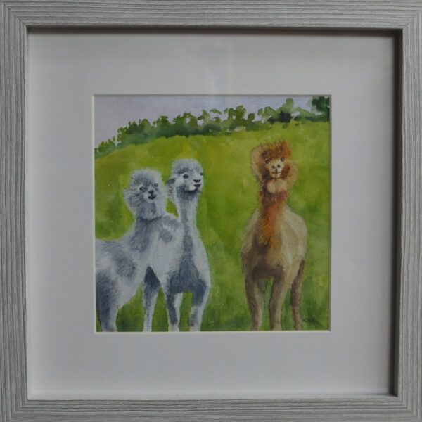 Alpacas Painting