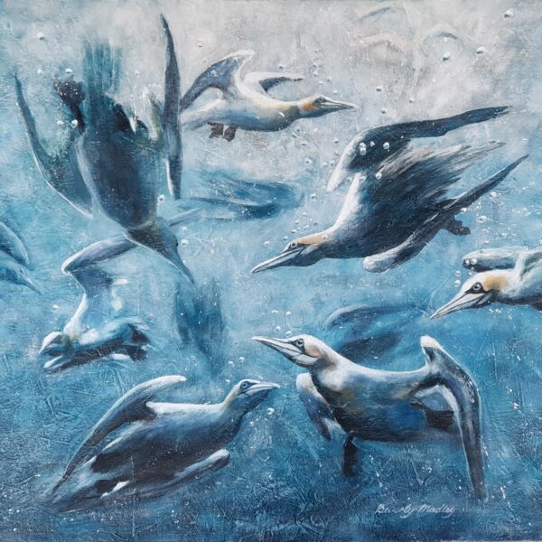 Diving Gannets Greetings Card