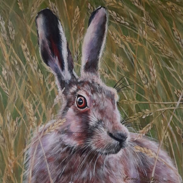 Hare in the Grass