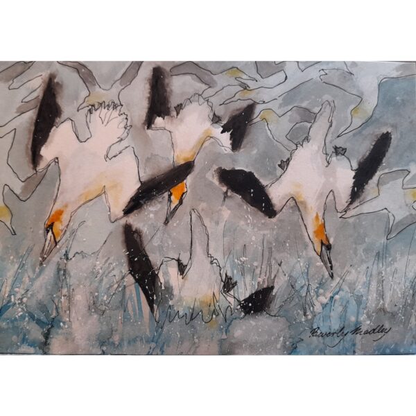 Diving Gannets Sketch Greetings Card