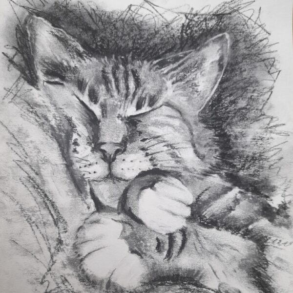 Sleepy Tabby Cat Greetings Card