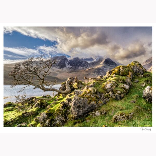 Stunted Tree & Bla Bheinn