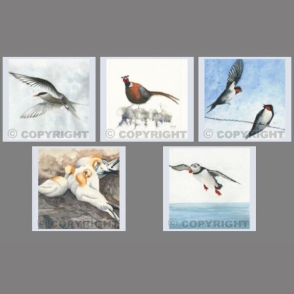 Pack of 5 Square Bird Cards