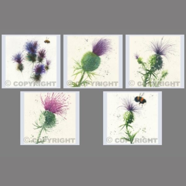 Pack of 5 Square Thistle Cards