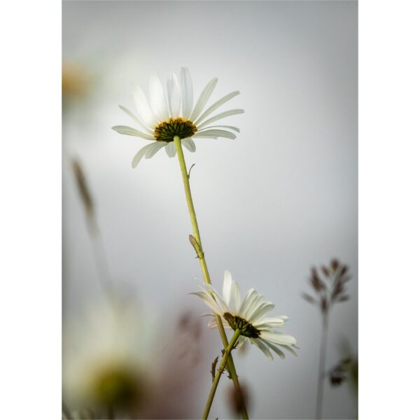 Oxeye Daisy