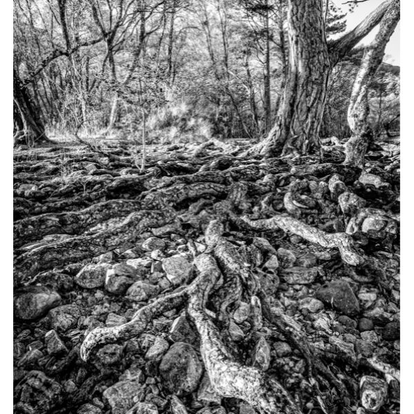 Pine Roots
