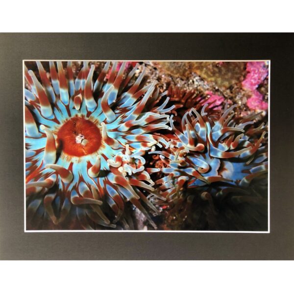 Blue and Red Anemones Underwater in Shetland