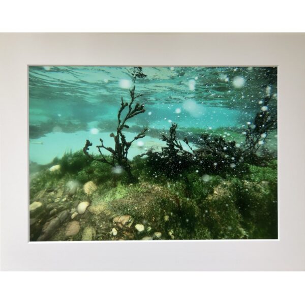 Underwater Seaweed with Bubbles in Shetland