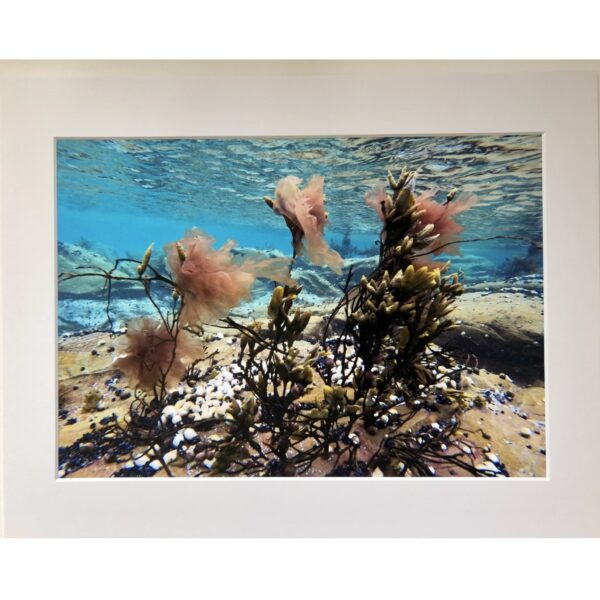 Swaying Seaweed Underwater in Shetland