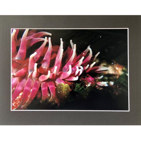 Dahlia Pink Anemone Underwater in Shetland