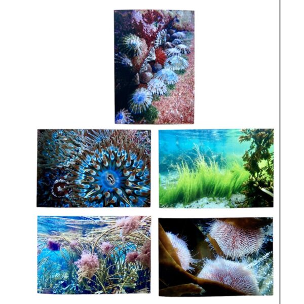 Shetland Underwater Card Pack