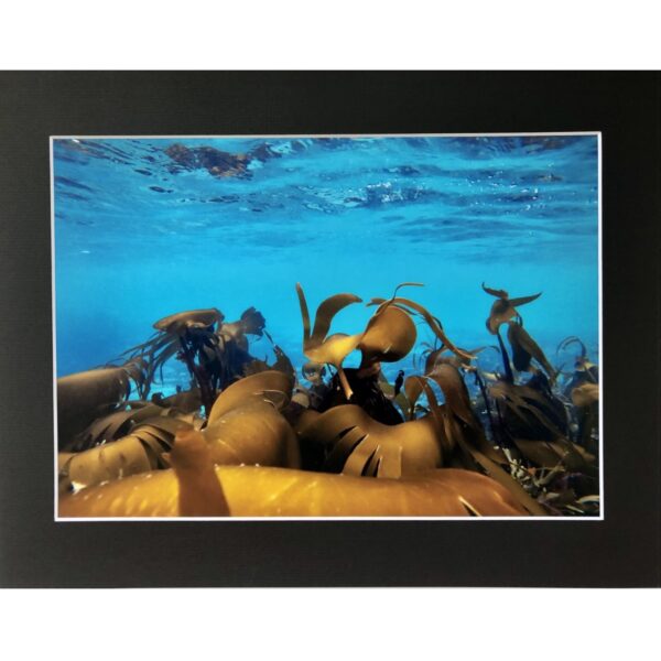 Seaweed in Blue Sea Underwater in Shetland