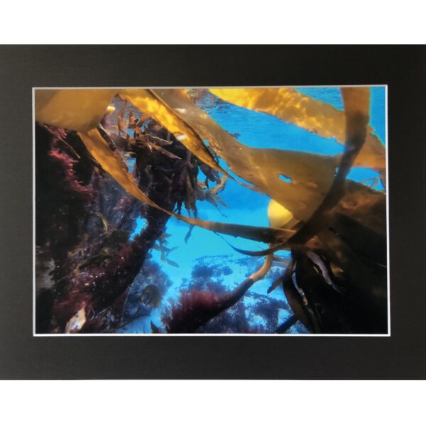 Seaweed Underwater in Shetland