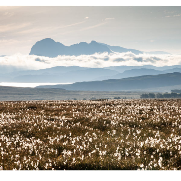 Suilven & Bog Cotton