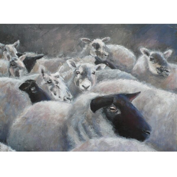 Expectant Ewes Greetings Card