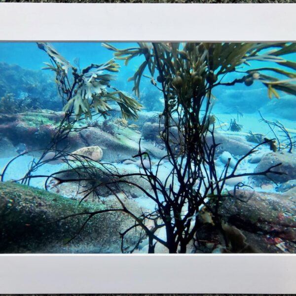Underwater Photo at Gulberwick Beach 1