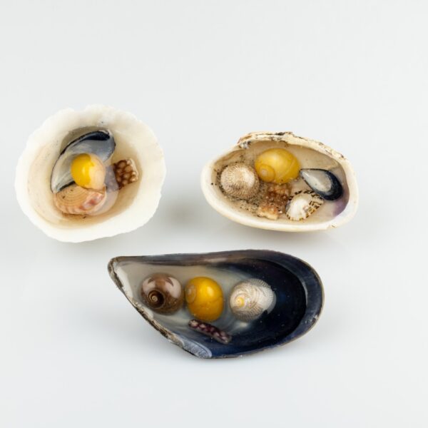 Sea Puddle Decoration - Limpet