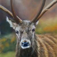 Highland Stag Pastel Painting thumbnail