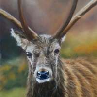 Highland Stag Pastel Painting thumbnail