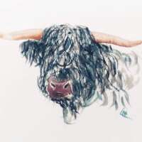 Highland Bull Print thumbnail