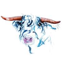 Blue Highland Bull Print thumbnail