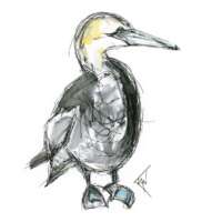 Standing Gannet Print thumbnail
