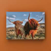 Highland Cows thumbnail