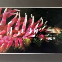 Dahlia Pink Anemone Underwater in Shetland thumbnail