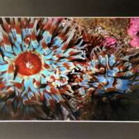 Blue and Red Anemones Underwater in Shetland thumbnail