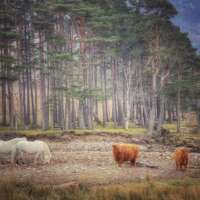 Highland Ponies and Cattle thumbnail