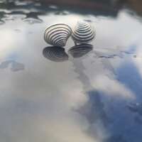 Venus Shell Studs thumbnail