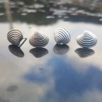 Venus Shell Studs thumbnail