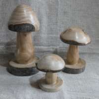 Trio of Beech Wood Mushrooms thumbnail