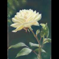White Rose Notebook thumbnail