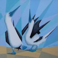 Blue Footed Boobies Courting Greetings Card thumbnail