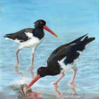 Oystercatchers Greetings Card thumbnail