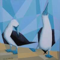 Courting Blue Footed Boobies Greetings Card thumbnail