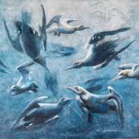 Diving Gannets Greetings Card thumbnail