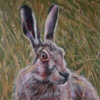 Hare in the Grass thumbnail