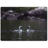 Black Throated Divers Work Top Protector thumbnail