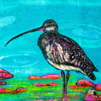 Lone Curlew thumbnail
