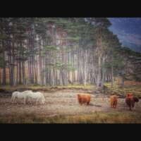 Highland Ponies and Cattle thumbnail