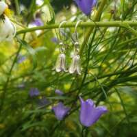 Harebell Flower Earrings thumbnail